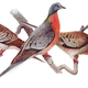 Illustration for article titled How the Railroad Wiped Out Passenger Pigeons (and Nearly Bison, Too)